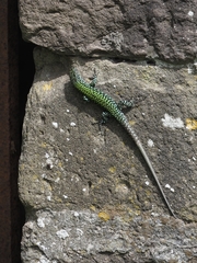 Podarcis muralis