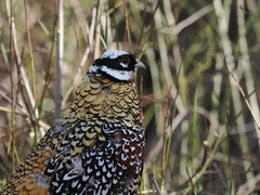 Syrmaticus reevesii
