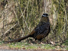 Syrmaticus reevesii