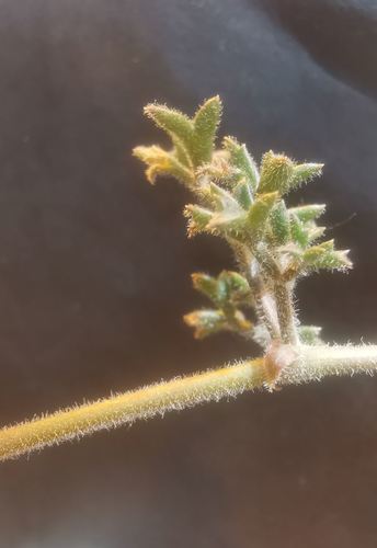 Cyphostemma montagnacii
