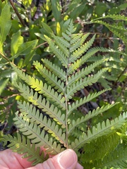 Anchistea virginica image