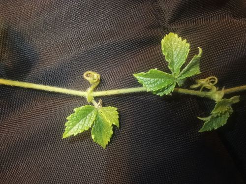 Cyphostemma simulans