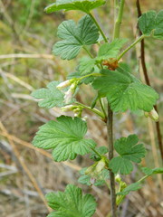 Ribes oxyacanthoides irriguum