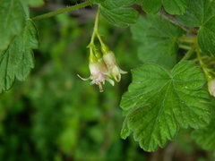 Ribes oxyacanthoides irriguum