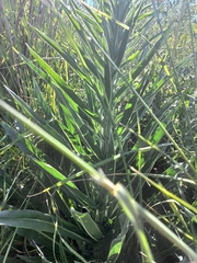 Echium glomeratum