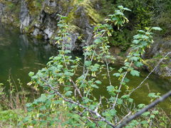 Ribes oxyacanthoides irriguum