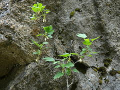 Ribes oxyacanthoides irriguum