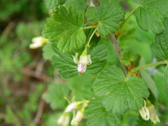 Ribes oxyacanthoides irriguum