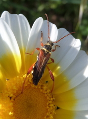 Stenopterus mauritanicus