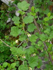 Ribes oxyacanthoides irriguum
