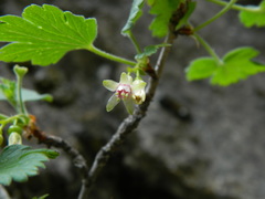 Ribes oxyacanthoides irriguum