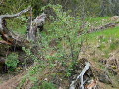 Ribes oxyacanthoides irriguum