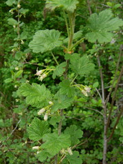 Ribes oxyacanthoides irriguum