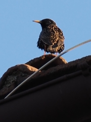 Sturnus vulgaris