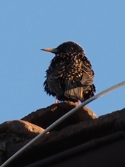Sturnus vulgaris
