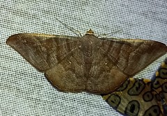 Sphacelodes vulneraria