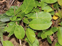 Parsonsia alboflavescens