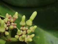 Parsonsia alboflavescens