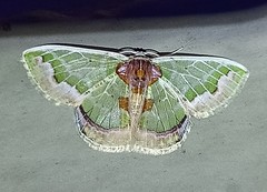 Hyalochlora splendens