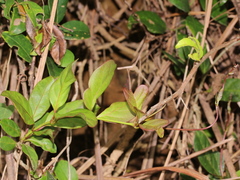Parsonsia alboflavescens