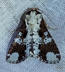 Condica mimica