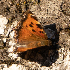 Nymphalis xanthomelas
