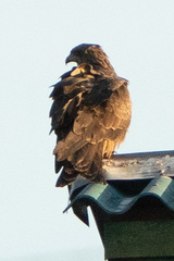 Milvus migrans