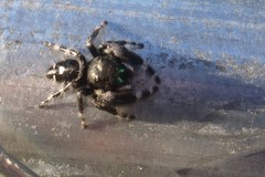 Phidippus audax