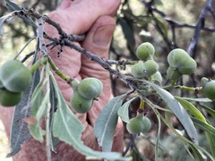 Alectryon oleifolius canescens