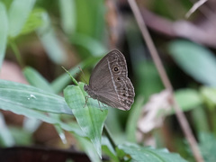 Mycalesis perseoides