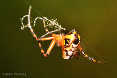 Leucauge fastigata