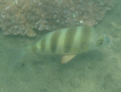 Diplodus hottentotus