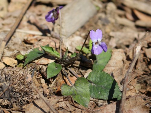 White violet (Viola alba)