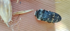 Acmaeoderella flavofasciata flavofasciata
