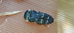 Acmaeoderella flavofasciata flavofasciata