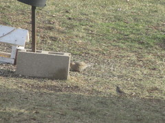 Junco hyemalis montanus