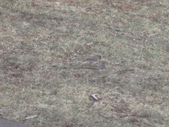 Junco hyemalis montanus