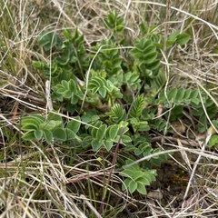 Astragalus glycyphyllos