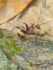 Polyrhachis bihamata