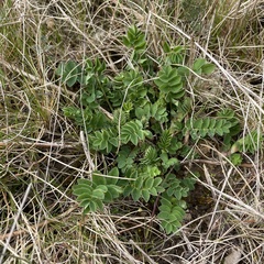 Astragalus glycyphyllos