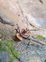 Polyrhachis bihamata