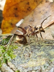 Polyrhachis bihamata