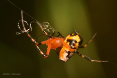 Leucauge fastigata