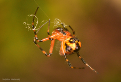 Leucauge fastigata