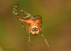 Leucauge fastigata