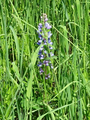 Lupinus perennis