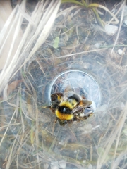 Bombus jonellus