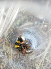 Bombus jonellus