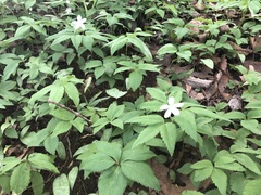 Anemonoides quinquefolia