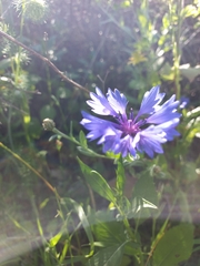 Centaurea cyanoides